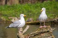European Herring Gulls - Larus argentatus perched on a log..