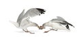European Herring Gulls, Larus argentatus