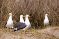 European Herring Gulls, Larus argentatus Royalty Free Stock Photo