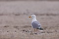 European Herring Gulls, Larus argentatus Royalty Free Stock Photo