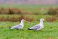 European Herring Gulls, Larus Argentatus Royalty Free Stock Photo