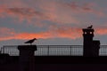 European herring gulls Larus argentatus at colorful urban sunset. Royalty Free Stock Photo