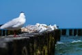 The European herring gulls sitting on a wooden breakwater Royalty Free Stock Photo