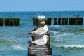 The European herring gulls sitting on a wooden breakwater Royalty Free Stock Photo