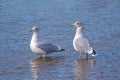 European Herring Gulls - Larus argentatus standing in a Norfolk estuary.. Royalty Free Stock Photo