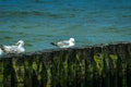 The European herring gulls sitting on a wooden breakwater Royalty Free Stock Photo