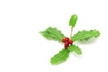 European Holly Royalty Free Stock Photo