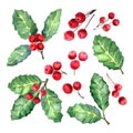 European Holly or Ilex aquifolium leaves and fruit. Xmas Mistletoe