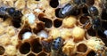 European Honey Bee, apis mellifera, Alveolus with Larvaes, Bee Hive in Normandy, Real Time