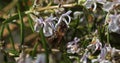 European Honey Bee, apis mellifera, Bee in Flight, Foraging a Rosmary Flower, Pollinisation act, Bee Hive in Normandy, Slow motion