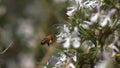 European Honey Bee, apis mellifera, Bee in Flight, Foraging a Rosmary Flower, Pollinisation act, Bee Hive in Normandy, Slow motion