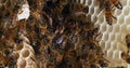 European Honey Bee, apis mellifera, Bees on a wild Ray, Bees working on Alveolus, Cell of Queen, Wild Bee Hive in Normandy, Real