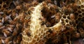 European Honey Bee, apis mellifera, Bees on a wild Ray, Bees working on Alveolus, Wild Bee Hive in Normandy, Real Time 4K