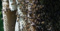 European Honey Bee, apis mellifera, Bees on a wild Ray, Bees working on Alveolus, Wild Bee Hive in Normandy, Real Time 4K