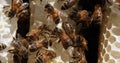 European honey bee, apis mellifera, bees on a wild ray, bees working on alveolus, wild bee hive in Normandy, real time 4 k