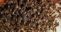 European Honey Bee, apis mellifera, Bees on a wild Ray, Bees working on Alveolus, Wild Bee Hive in Normandy, Real Time 4K