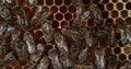 European Honey Bee, apis mellifera, Bees working on Alveolus, Bee Hive in Normandy, Real Time 4K