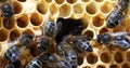 European Honey Bee, apis mellifera, Bees working on Alveolus, Bee Hive in Normandy, Real Time