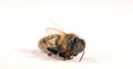 European Honey Bee, apis mellifera, Black Bee Agonizing on White Background,, Normandy, Real Time 4K