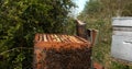 |European Honey Bee, apis mellifera, Black Bees, Beekeeper and his smoker, Bee Hive in Normandy