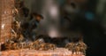 European Honey Bee, apis mellifera,Black bees at the entrance of the hive, bees arriving with the balls loaded with pollen, Bee Royalty Free Stock Photo