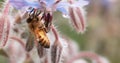 European Honey Bee, apis mellifera, Bee Booting a Borage Flower, Pollination Act, Normandy