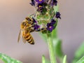 European Honey Bee - Apis mellifera collecting French Lavender pollen. Royalty Free Stock Photo