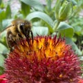 A european honey bee (Apis mellifera or european honey bee) collecting pollen Royalty Free Stock Photo