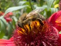 A european honey bee (Apis mellifera or european honey bee) collecting pollen Royalty Free Stock Photo