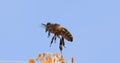 |European Honey Bee, apis mellifera, Bee in Flight, Foraging Flower, Pollinisation Act, Normandy