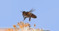 |European Honey Bee, apis mellifera, Bee in Flight, Foraging Flower, Pollinisation Act, Normandy