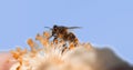 |European Honey Bee, apis mellifera, Bee in Flight, Foraging Flower, Pollinisation Act, Normandy