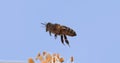 European Honey Bee, apis mellifera, Bee in Flight, Foraging Flower, Pollinisation Act, Normandy, Slow Motion