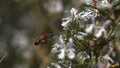 European Honey Bee, apis mellifera, Bee in Flight, Foraging a Rosmary Flower, Pollinisation act, Bee Hive in Normandy, Slow motion