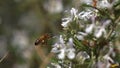 European Honey Bee, apis mellifera, Bee in Flight, Foraging a Rosmary Flower, Pollinisation act, Bee Hive in Normandy, Slow motion