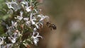 European Honey Bee, apis mellifera, Bee in Flight, Foraging a Rosmary Flower, Pollinisation act, Bee Hive in Normandy, Slow motion