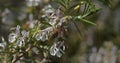 European Honey Bee, apis mellifera, Bee in Flight, Foraging a Rosmary Flower, Pollinisation act, Bee Hive in Normandy, Slow motion