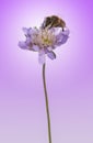 European honey bee, Apis mellifera foraging pollen on a flower,