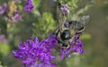 European honey bee - Apis mellifera, Greece