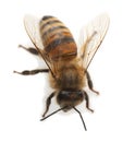 European honey bee, apis mellifera isolated on white background