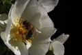 European honey bee Apis Mellifera landing on white flower of dog rose Rosa Canina