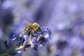 European honey bee( Apis mellifera) Royalty Free Stock Photo