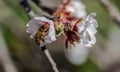 European honey bee, apis mellifera, pollinating almond flower Royalty Free Stock Photo