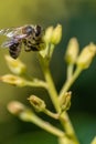European honey bee, apis mellifera, pollinating avocado flower Royalty Free Stock Photo