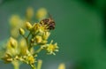 European honey bee, apis mellifera, pollinating avocado flower Royalty Free Stock Photo