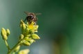 European honey bee, apis mellifera, pollinating avocado flower Royalty Free Stock Photo