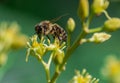 European honey bee, apis mellifera, pollinating avocado flower Royalty Free Stock Photo
