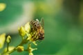 European honey bee, pollinating avocado flower