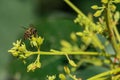 European honey bee, pollinating avocado flower