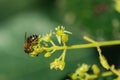 European honey bee, pollinating avocado flower